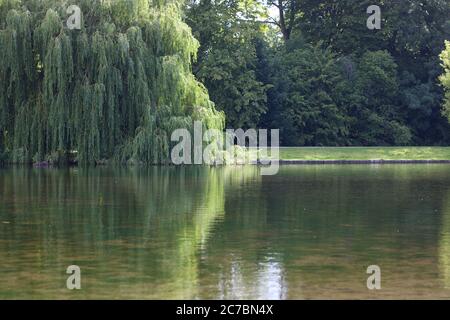 Schöne Weide im Wasser des Sees mit Kopie Raum reflektiert Stockfoto