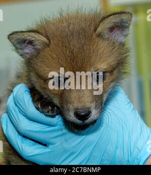 Red Fox (Vulpes vulpes) Cub gehalten, in der Pflege bei Wildlife-Rettungszentrum. Stockfoto