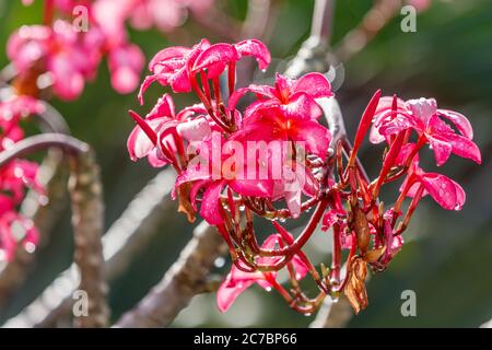 Blühende rosa Plumeria Baum nach dem Regen, Bali, Indonesien. Stockfoto