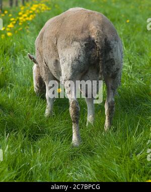 RAM grast in einer Wiese mit gelben Blüten, von hinten gesehen Stockfoto