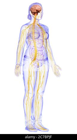 3d-Darstellung medizinisch akkurate Darstellung eines weiblichen Nervensystems Stockfoto