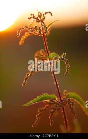 Brennnessel Pflanze gegen das Licht im Sonnenuntergang Licht. Sonnenuntergang auf der Wiese Stockfoto