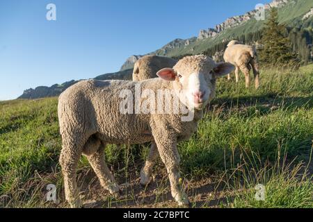Junge männliche Schafe in den Schweizer alpen Stockfoto
