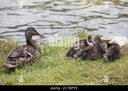 Mutter mit Entchen am Ufer eines Sees Stockfoto