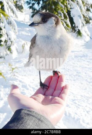 Vertikale Aufnahme eines kanadahähers (Perisoreus canadensis) In einem verschneiten Wald auf der Hand einer Person ruhen Stockfoto