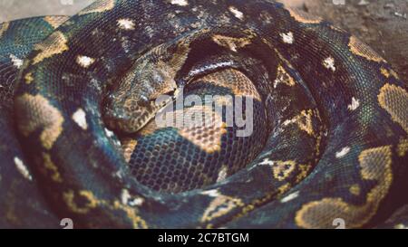 Selektive Nahaufnahme einer schwarzen und braunen Schlangenschlange Stockfoto