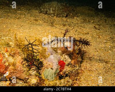 Verzierte Geisterpfeifenfische oder Harlekin Geisterpfeifenfische, Solenostomus paradoxus an einem tropischen Korallenriff in Puerto Galera auf den Philippinen. Herausragende Biodiversität im Zentrum des Korallendreiecks Stockfoto