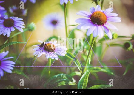 Nahaufnahme einer Biene auf Gänseblümchen mit einem Cool-Effekt Stockfoto