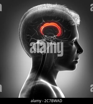 3d-Darstellung medizinisch akkurate Darstellung der Hirnanatomie Stockfoto