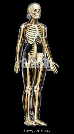 3d-Darstellung medizinisch akkurate Darstellung eines weiblichen Nervensystems und Skelettsystem Stockfoto