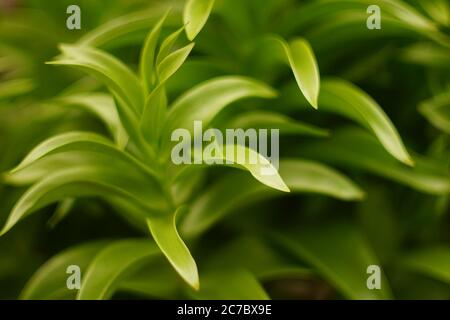 Frische grüne Laub Lilie Blume aus der Nähe. Stockfoto