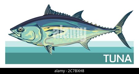 Thunfisch ist eine Makrelenart. Tunika. Thunnus. Fisch für Etiketten, Logo, Verpackung. Thunfischfang. Thunfisch im Atlantik oder Pazifik. Familie Scombridae. Stock Vektor