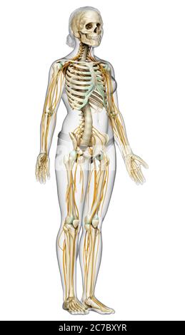 3d-Darstellung medizinisch akkurate Darstellung eines weiblichen Nervensystems und Skelettsystem Stockfoto