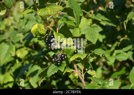 Nahaufnahme von reifen ribes Nigrum-Beeren auf dem Strauch vor der Ernte Stockfoto
