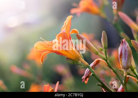 Die orangefarbene Taglilie (Hemerocallis fulva) - schöne blühende Blume, im Garten Stockfoto