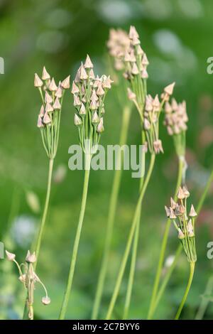 Sizilianischer Honig Knoblauch - Nectaroscordum Siculum - aufrecht Samenschoten im Juli Garten, Schottland, UK Stockfoto