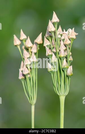 Sizilianischer Honig Knoblauch - Nectaroscordum Siculum - aufrecht Samenschoten im Juli Garten, Schottland, UK Stockfoto