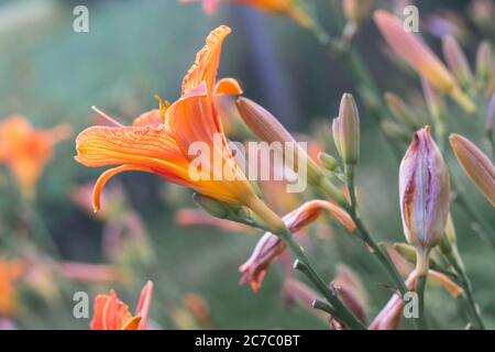 Die orangefarbene Taglilie (Hemerocallis fulva) - schöne blühende Blume, im Garten Stockfoto