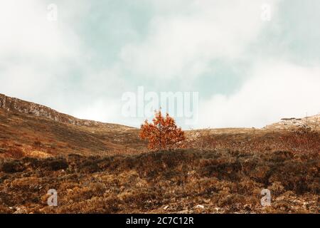 Eine breite Aufnahme eines isolierten Baumes in der Mitte eines leeren Baums Stockfoto