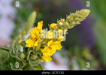 Gelbe Verbascum (Königskerze) Blume im Garten, Nahaufnahme Stockfoto