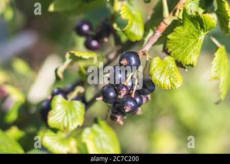 Schwarze Johannisbeere - Nahaufnahme - wächst auf Busch, im Garten Stockfoto