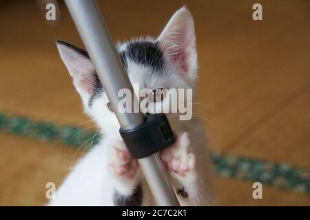 Fokussierte Aufnahme eines Kätzchens, das sich hinter einem Tischbein versteckt Stockfoto