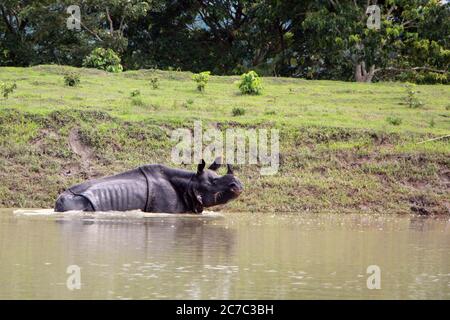 Nagaon, Assam - Juli 16 2020:EIN gehörntes Nashorn, das am Donnerstag wegen der schweren Überschwemmung im Bagari Range des Kaziranga Nationalparks in Assam nach Hochland sucht. Kredit: DIGANTA TALUKDAR/Alamy Live Nachrichten Stockfoto