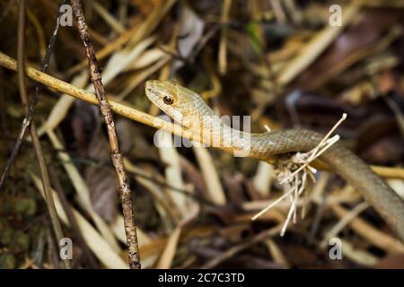 Winzige Nachtschlange (Ithycyphus miniatus), die ein Chamäleon frisst, Nosy Komba, Madagaskar Stockfoto