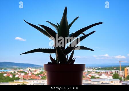 Aloe Vera Pflanze auf dem Balkon Stockfoto