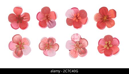 Blumen von Obstbäumen: Kirschen, Pflaumen, Aprikosen, Pfirsiche, Birnen, Apfelbäume. Set von 6 Blumen. Rot und Rosa. Isolierter Vektor auf einem weißen Stock Vektor