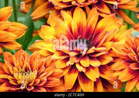 Rudbeckia Cherokee Sonnenuntergang juli Blume Stockfoto