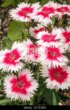 Rot weiß Dianthus chinensis 'Super Parfait Red Peppermint' Dianthus Sweet William Stockfoto