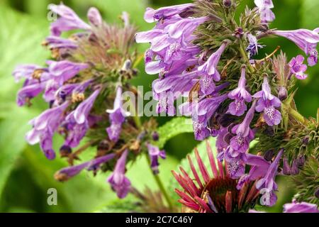 Minze Nepeta „Weinheim Big Blue“ Stockfoto