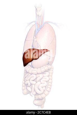 3d gerendert, medizinisch genaue Darstellung der Leber Anatomie Stockfoto