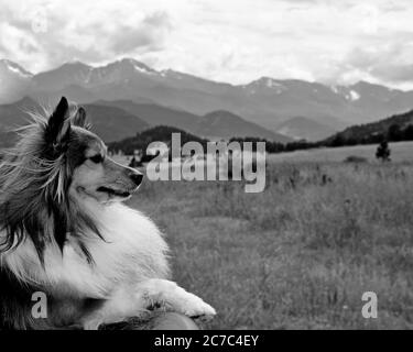 Shallow Focused Graustufenaufnahme eines schönen Collie Hundes in Bergige Felder Stockfoto
