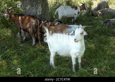 Ziegen auf einer Wiese im Schatten an einem Baumstamm Stockfoto