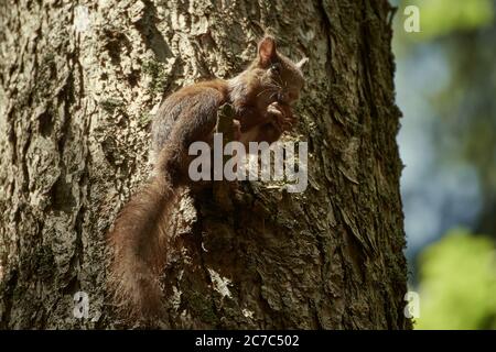 Nahaufnahme des eurasischen roten Eichhörnchens (Sciurus vulgaris), das auf einem Ast in einem Baum sitzt und eine Haselnuss isst Stockfoto