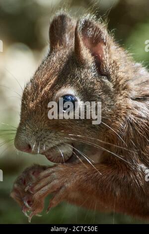 Nahaufnahme eines eurasischen roten Eichhörnchens (Sciurus vulgaris), das eine Haselnuss isst Stockfoto