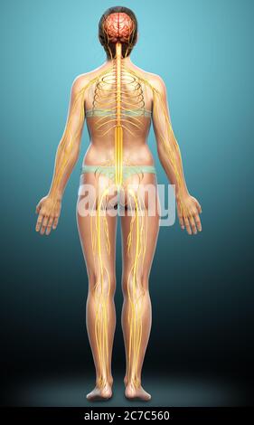 3d-Darstellung medizinisch akkurate Darstellung eines weiblichen Nervensystems Stockfoto