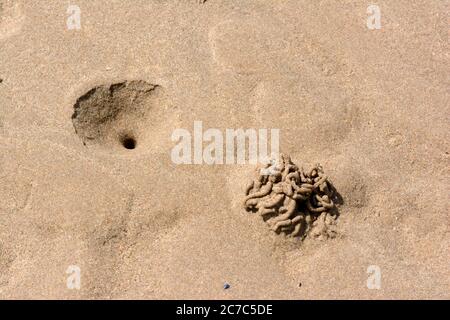 Lugworm am Strand Sandwurm arenicola Marina gegossen Stockfoto