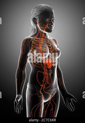 3d gerendert, medizinisch genaue Darstellung eines weiblichen Lymphsystems Stockfoto
