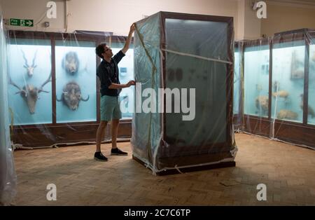 Ein Mitarbeiter stellt Schutzhüllen auf einer Vitrine in der Natural History Gallery im Horniman Museum in London ein, während er sich darauf vorbereitet, am 30. Juli nach der Lockerung der Sperrbeschränkungen in England wieder für die Öffentlichkeit zu öffnen. Stockfoto