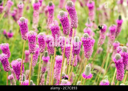 Rosa Gartenblumen Dalea purpurea 'Stephanie' Purple Prairie Clover Stockfoto