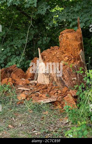 Zerbröckelnder orange-roter, verfaulender Baumstumpf am Flussufer, der sich in der Umgebung mit verfallendem Holz ausbreitet. Zerlegt von Tieren, die nach Insekten suchen. Stockfoto