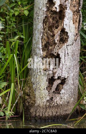 Verfaulter Baumstamm am Flussufer, der Verfall und Zugang von Tieren zeigt, die nach Insekten und Maden suchen, die im toten Holz hinter der fehlenden Rinde leben Stockfoto