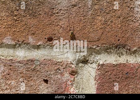 Langbeinige Harvestmen Spinne an der Wand der Brücke über Kanal ca. 11 cm Beinspannweite 8 mm gelb braun Körper mit schwarzem Zentralstreifen von vorne nach hinten Stockfoto