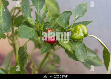 Zwergpaprika oder Mini-Paprika sind eine Art von Paprika, weniger sauer und daher sehr beliebt, weil sie nicht die Schärfe von Peppe haben Stockfoto