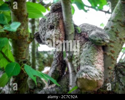 Verlassene Wetter getragen Teddybär links in einem Baum Stockfoto