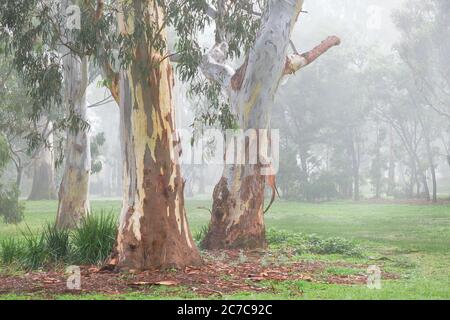 Alte Gummibäume an einem nebligen Morgen Stockfoto