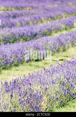 Reihen von Cotswolds Lavendel auf Snowshill Lavendel Farm. Stockfoto